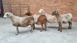 4x MEATMASTER EWE FJ DELPORT (Pay per Animal)