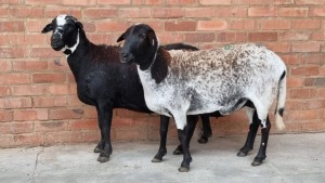 2x MEATMASTER EWE FJ DELPORT (Pay per Animal)