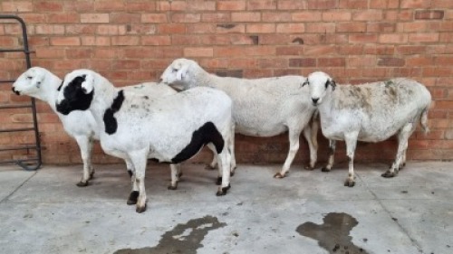 4x MEATMASTER EWE FJ DELPORT (Pay per Animal)