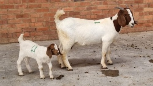 1+1x BOERBOK DOE ALEC FOURIE