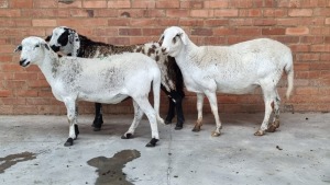 3x MEATMASTER EWE FJ DELPORT (Pay per Animal)