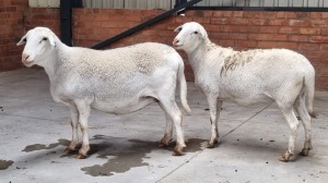 2x MEATMASTER EWE FJ DELPORT (Pay per Animal)