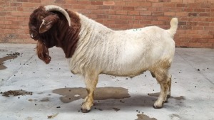 1x BOERBOK BUCK MARTIENUS VAN DER MERWE