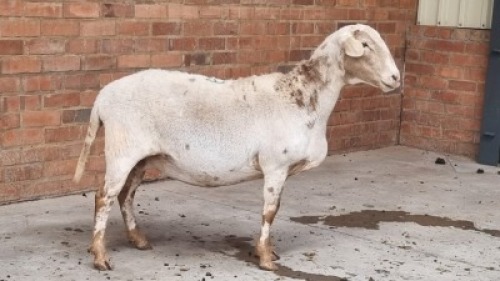 1x MEATMASTER EWE HANNES VAN STADEN