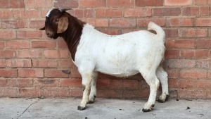 1x BOERBOK BUCK MARTIENUS VAN DER MERWE