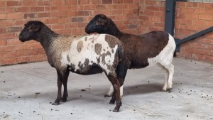 2x MEATMASTER EWE NABBA BOERDERY (Pay per Animal)