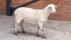 1x MEATMASTER EWE NABBA BOERDERY