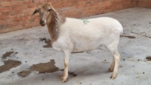 1x KRUIS MEATMASTER EWE NABBA BOERDERY