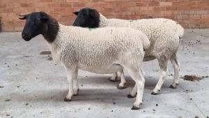 2x DORPER EWE NABBA BOERDERY (Pay per Animal)