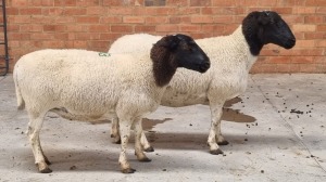 2x DORPER EWE NABBA BOERDERY (Pay per Animal)