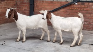 2x BOERBOK DOE NABBA BOERDERY (Pay per Animal)