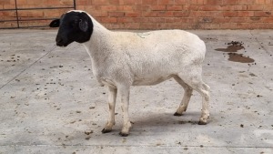 1x KRUIS DORPER EWE NABBA BOERDERY