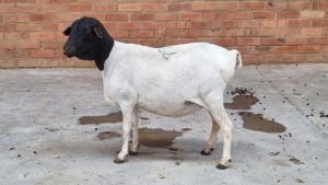 1x PERSIE EWE NABBA BOERDERY