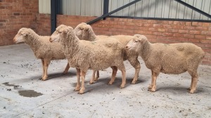 4x MERINO EWE ANTONEI BADENHORST (Pay per Animal)