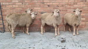 WITHDRAWN - 4x MERINO EWE ANTONEI BADENHORST (Pay per Animal)