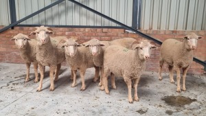 6x MERINO HAMMEL ANTONEI BADENHORST (Pay per Animal)