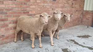 3x MERINO HAMMEL ANTONEI BADENHORST (Pay per Animal)