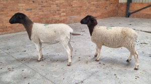 2x DORPER EWE NABBA BOERDERY (Pay per Animal)