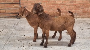 2x KALAHARI RED DOE RB ELLERBECK (Pay per Animal)