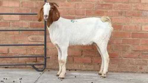1x BOERBOK DOE ALEC FOURIE