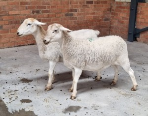 2x KRUIS MEATMASTER EWE NABBA BOERDERY (Pay per Animal)