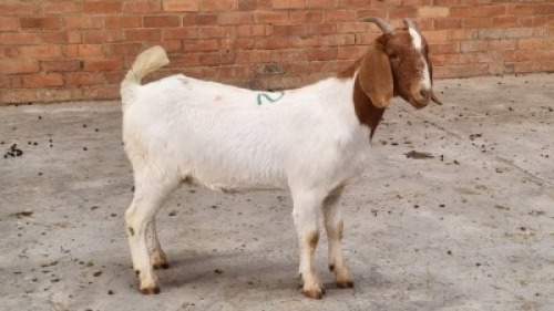 1x BOERBOK DOE ALEC FOURIE