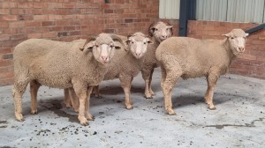 4x MERINO HAMMEL ANTONEI BADENHORST (Pay per Animal)