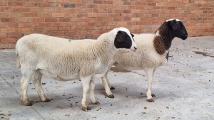 2x DORPER EWE NABBA BOERDERY (Pay per Animal)