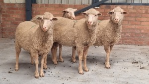 4x MERINO EWE ANTONEI BADENHORST (Pay per Animal)