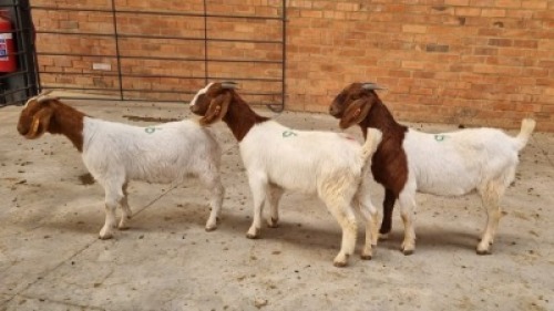 3x BOERBOK DOE ALEC FOURIE (Pay per Animal)