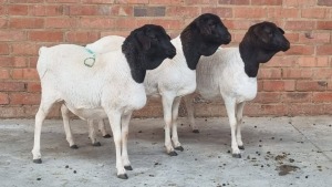 3x PERSIE EWE HANNES VAN STADEN (Pay per Animal)