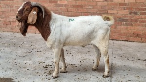 1x BOERBOK BUCK DOBHA DOBHA LIVESTOCK