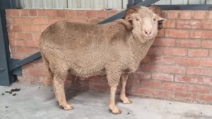 1x MERINO RAM ANTONEI BADENHORST