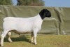 LOT 1 1X DORPER T5 RAM ATKA STOET/STUD