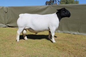 LOT 3 1X DORPER T5 RAM ATKA STOET/STUD