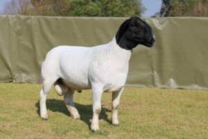 LOT 6 1X DORPER STUD RAM ATKA STOET/STUD