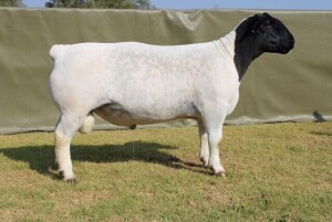 WITHDRAWN - LOT 8 1X DORPER STUD RAM ATKA STOET/STUD