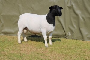 LOT 11 1X DORPER T5 RAM ATKA STOET/STUD