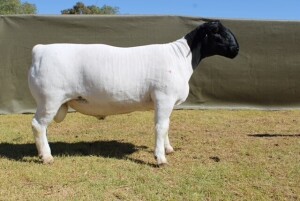 LOT 5 1X DORPER T5 RAM ATKA STOET/STUD