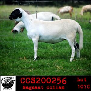 LOT 107 1X MEATMASTER OOIE/EWE COLLEN MEATMASTERS