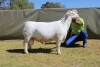 LOT 15 1X WHITE DORPER T5 RAM ATKA STOET/STUD