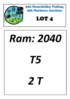 LOT 4 1X DORPER T5 RAM ATKA STOET/STUD