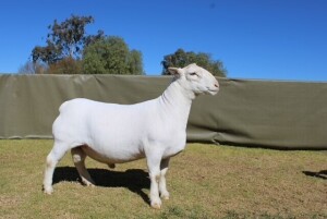 LOT 13 1X WHITE DORPER T5 RAM ATKA STOET/STUD