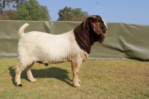 LOT 18 1X BOER GOAT FLOCK RAM ATKA STOET/STUD