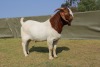 LOT 19 1X BOER GOAT FLOCK RAM ATKA STOET/STUD