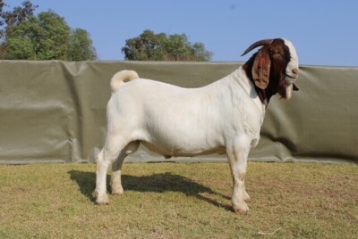 LOT 20 1X BOER GOAT FLOCK RAM ATKA STOET/STUD