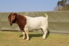 LOT 21 1X BOER GOAT FLOCK RAM ATKA STOET/STUD