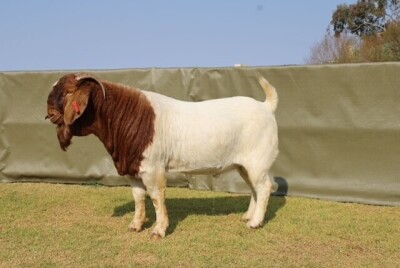 LOT 21 1X BOER GOAT FLOCK RAM ATKA STOET/STUD