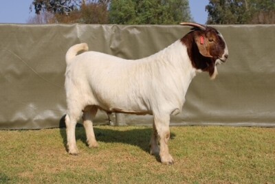 LOT 22 1X BOER GOAT FLOCK RAM ATKA STOET/STUD