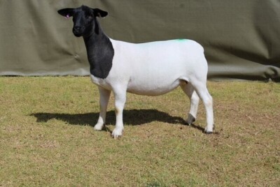 LOT 35 1X DORPER PREGNANT T5 OOI/EWE